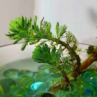 粉绿真狐尾藻狐尾草水底面懒人水培植物净化水质鲜水草龟鱼缸造景