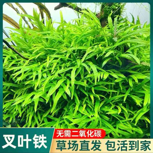 ADA叉叶铁皇冠水草鱼缸净