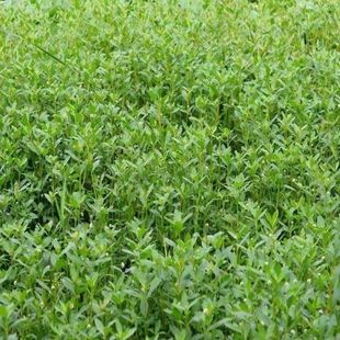 水花生浮萍水草养鱼龟缸造景鱼缸真水草除No3净化水质水族箱造景