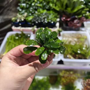 养虾躲避植物好养新手水培鱼缸自养鲜活荷兰景草缸套餐净化装饰
