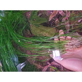 ada线叶古精非洲线叶线叶水草中后景绿色水草ada水草造景淡水水草