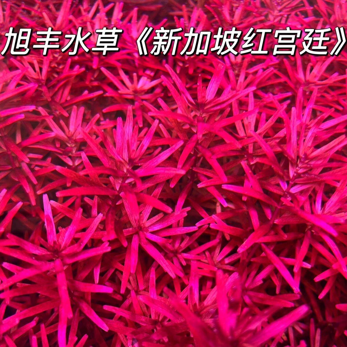 红宫廷新加坡水草新手打头水下鱼缸造景植物套餐后景需二氧化碳