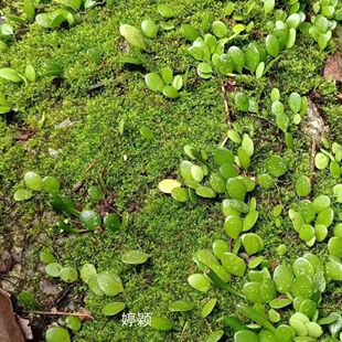 伏石蕨抱树蕨绿植雨林植物水陆缸假山缸攀爬造景常绿叶植物抱石莲