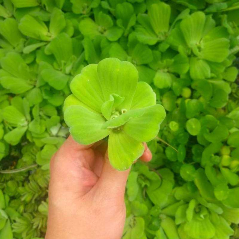 水芙蓉养鱼植物鱼缸造景养虾净化水质水生植物浮萍水草水培懒人,鲜花速递/花卉仿真/绿植园艺,海藻球,淘宝优惠券,粉丝福利购,淘宝优惠卷