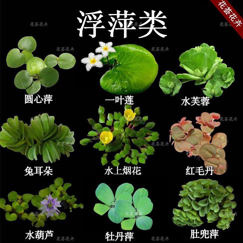 浮萍圆心真草净化水质红毛丹庭院鱼虾缸造景懒人浮萍水草组合水培,鲜花速递/花卉仿真/绿植园艺,海藻球,淘宝优惠券,粉丝福利购,淘宝优惠卷