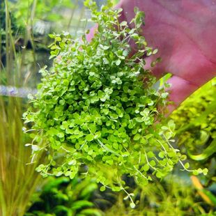 前景爬地矮珍珠水下叶鱼缸造景草缸水草懒人活体阴性增氧淡水植物