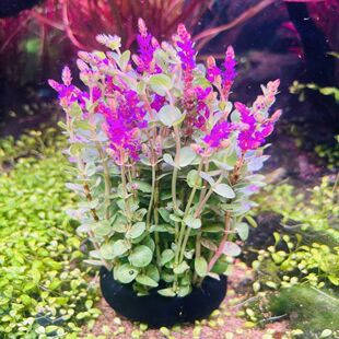 鱼缸会开花薰衣草坨草水草淡水造景新手鲜活植物懒人净化水增氧