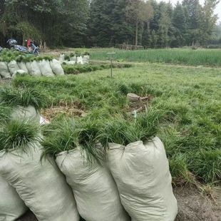 细叶麦冬草庭院绿化植物中叶麦冬草四季常青耐寒耐荫沿阶草玉龙草