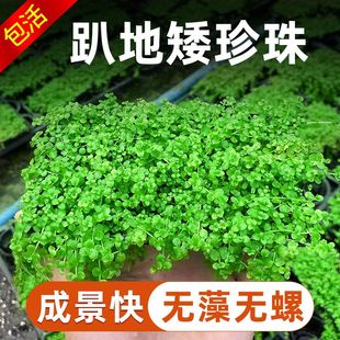 爬地矮珍珠无菌杯鱼缸造景趴地迷你小坨水草植物淡水鲜活增氧真草
