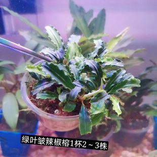 辣椒榕水草易鱼缸造景蓝精灵淡水植物沉木阴性无需幽灵布朗尼