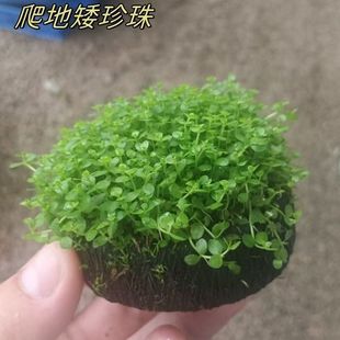 坨草爬地矮珍珠前景趴地水草迷你鱼缸懒人增氧净化活体阴性淡水