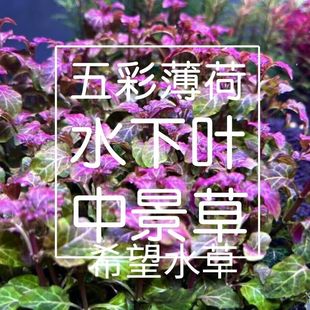 五彩薄荷水草水下叶有茎草打头草荷兰景鱼草草缸造景水草中景懒人