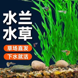大水兰细叶纽兰溪流鱼缸造景前景真活水草植物阴性懒人净化s'z