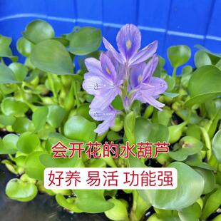 会开花水葫芦净化水质水族好伴侣好养水生植物水草增氧水池绿化