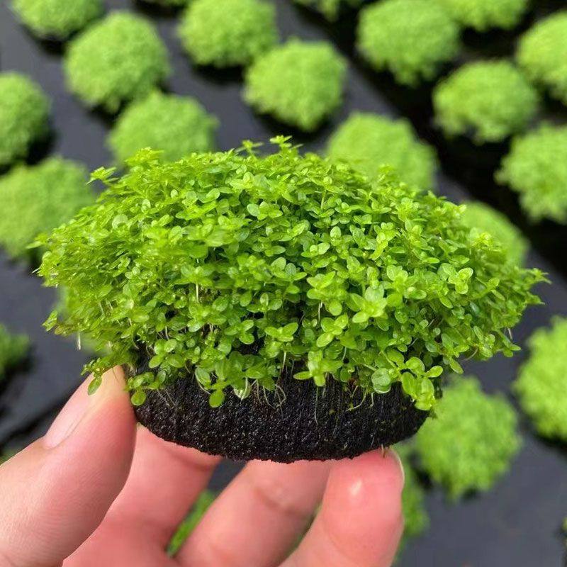 迷你矮珍珠小坨草鱼缸造景水草场直发懒人水培增氧淡水草活体植物,宠物/宠物食品及用品,造景/装饰,淘宝优惠券,粉丝福利购,淘宝优惠卷