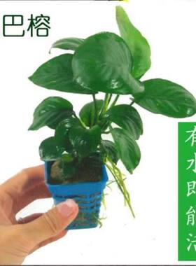活体水草水榕鱼缸造景真