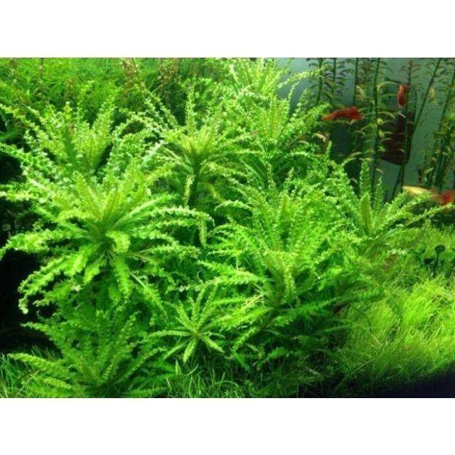喷泉太阳 阴性草好养水草无需co2前景草坪鱼缸水草水下叶真水草景,宠物/宠物食品及用品,造景/装饰,淘宝优惠券,粉丝福利购,淘宝优惠卷