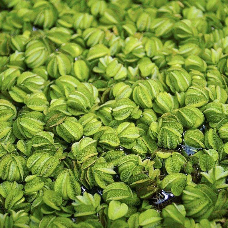 兔耳萍浮萍水草水生植物水培鱼缸造景净水植物除N03一叶莲水池景,宠物/宠物食品及用品,造景/装饰,淘宝优惠券,粉丝福利购,淘宝优惠卷