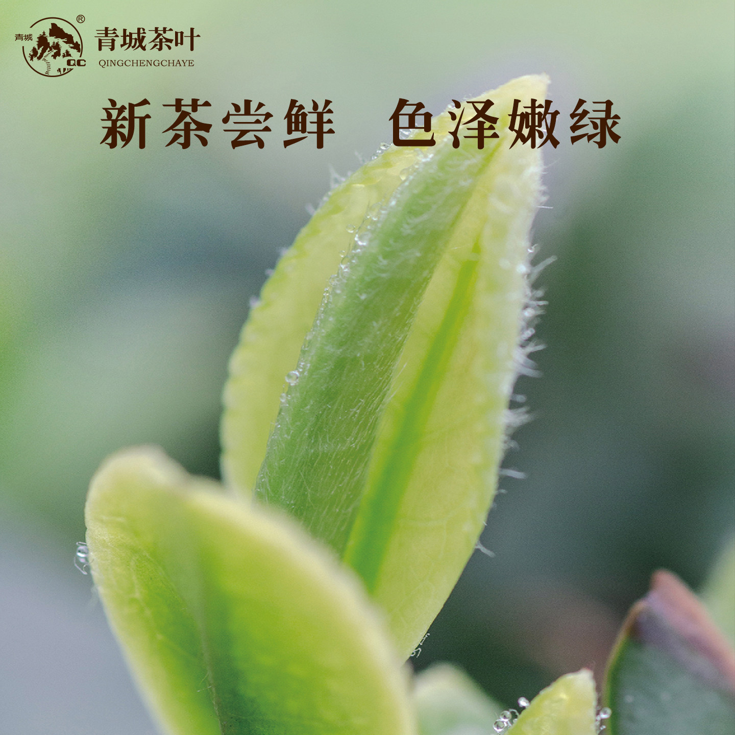 2026新茶尝鲜装散装绿茶青城山特产青城山雪竹、青城山雪芽 - 实物图