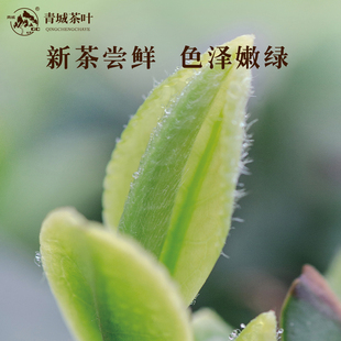 2026新茶尝鲜装散装绿茶青城山特产青城山雪竹、青城山雪芽