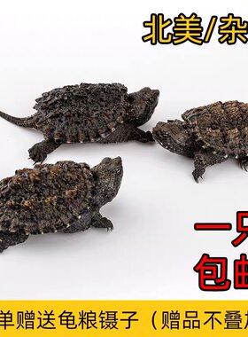 乌龟活体北美小鳄龟活体鳄鱼龟杂佛鳄龟大龟苗宠物龟观赏龟水龟