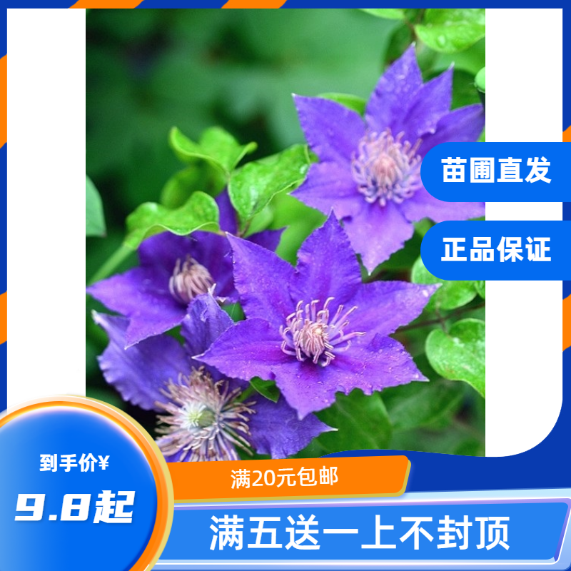 龙龙月季园艺 啤酒 单瓣铁线莲盆栽花苗花园庭院拱门攀援早花花卉