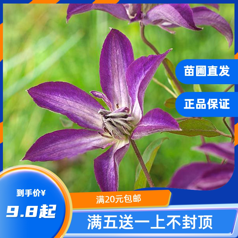 龙龙月季园艺 雅特新星 铁线莲攀援爬藤花苗花期长阳台植物盆花卉