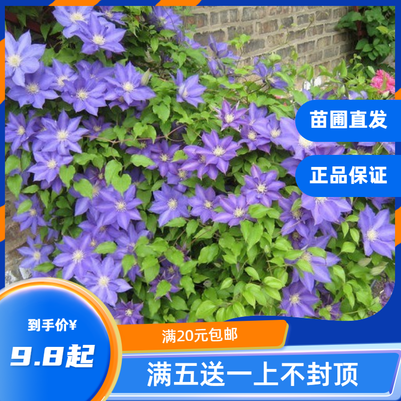龙龙月季园艺 HF杨铁线莲新品稀有蓝色丰花入门款攀援花卉阳台