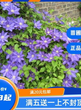 龙龙月季园艺 HF杨 铁线莲新品 稀有蓝色丰花入门款攀援花卉阳台