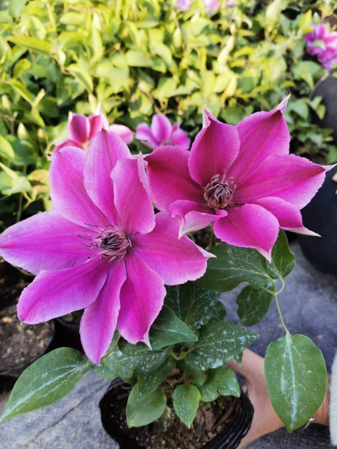 龙龙月季园艺 元 铁线莲耐热四季阳台庭院爬藤植物盆栽花卉大道铁