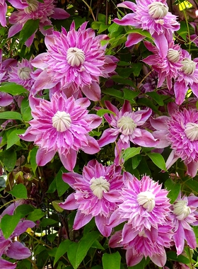 铁线莲一加仑苗约瑟芬魔法喷泉空针瓣皇帝中国红瑞贝卡爬藤花卉