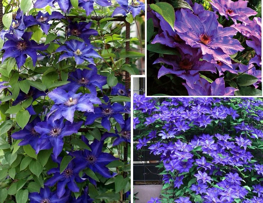 阳台 总统 攀缘龙庭院四季爬藤园艺阳台龙花卉耐寒绿植铁线莲月季