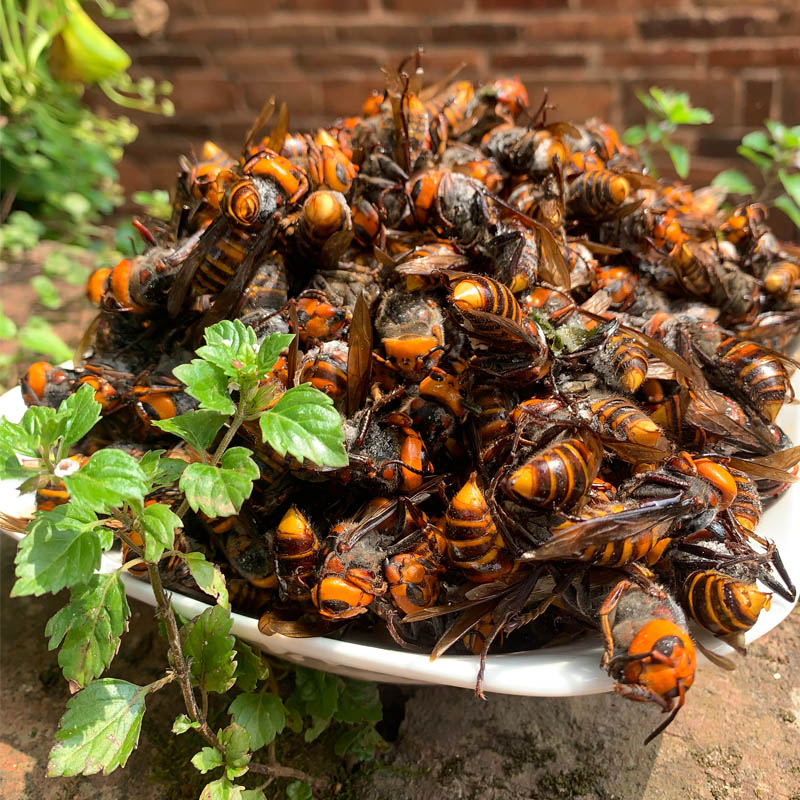 包邮虎头蜂活体活冻金环大马蜂九里蜂中华大虎头蜂胡蜂大黄蜂土蜂