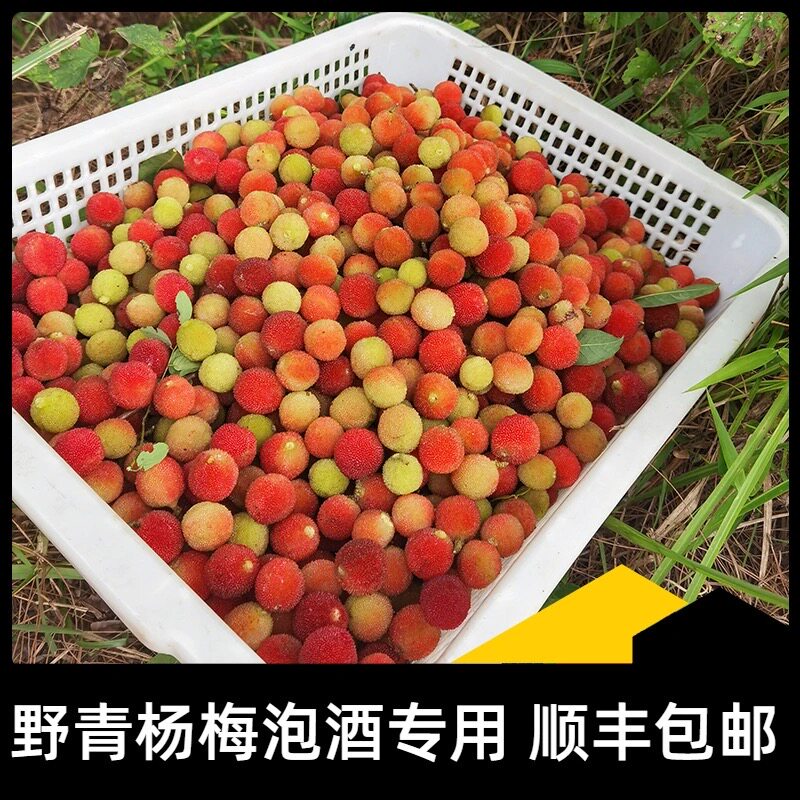 广东新鲜速达现摘青红杨梅泡酒山杨梅酸甜水果本地当季高山杨梅