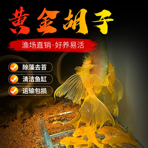 黄金大胡子鱼大帆清道夫