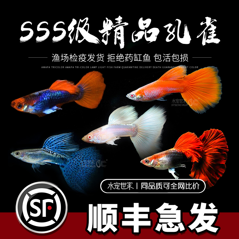 孔雀鱼活体纯种小型淡水观赏鱼