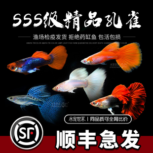 孔雀鱼精品活鱼斑马观赏鱼小型淡水好养耐活热带鱼凤尾鱼小鱼鱼苗