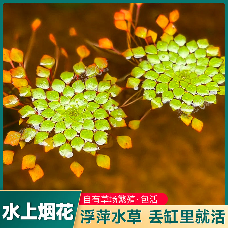 水上烟火葵花水草黄花菱危地马拉水丁香烟花浮萍植物菱叶丁香蓼