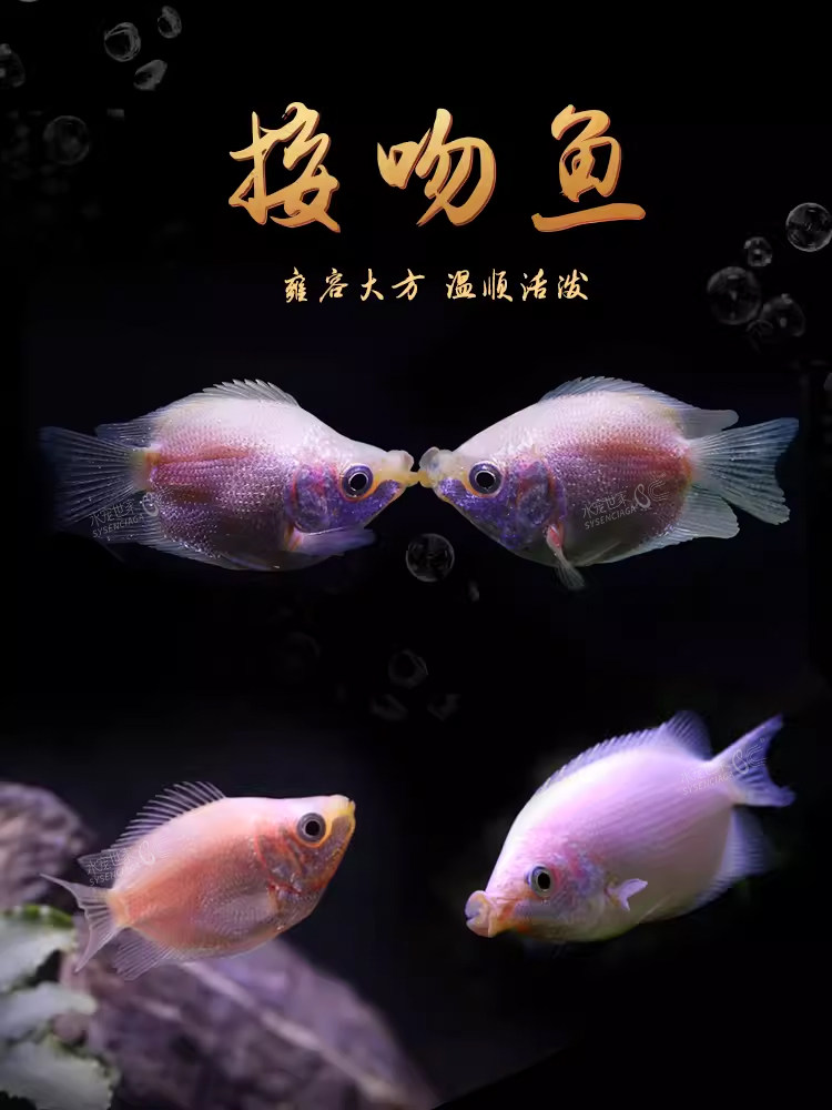 亲嘴鱼接吻鱼活体宠物鱼热带鱼观赏鱼萌萌哒鱼缸水族箱观赏亲吻鱼