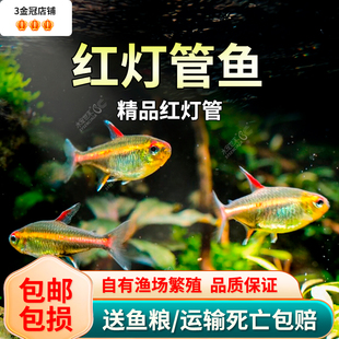 红灯管鱼玻璃霓虹灯玻璃灯红光管灯科鱼观赏鱼淡水草缸群游热带鱼