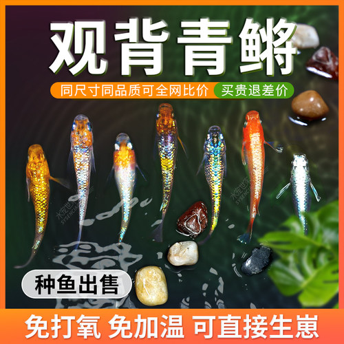 观背青鳉观赏鱼红帝干支冷水鱼