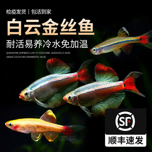 水宠世家白云金丝鱼冷水鱼原生鱼