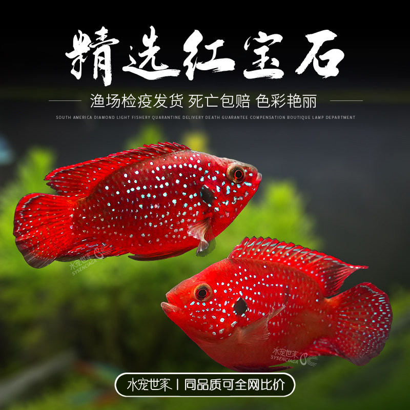 血钻红宝石热带观赏鱼三湖鱼马鲷科鱼球型宝石短鲷慈鲷招财鱼活体