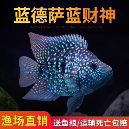 罗汉鱼热带鱼德萨德州豹淡水鱼