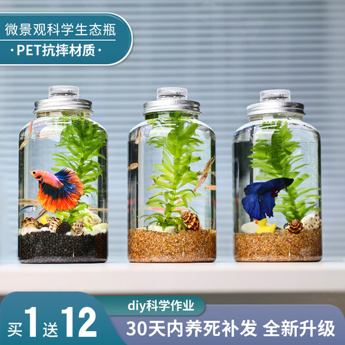 水星瓶免换水免打理DIY造景鱼缸