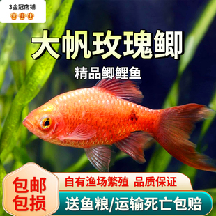 大帆玫瑰鲫鱼红玫瑰宝石鲫新手活体耐低温水族草缸闯缸鱼新手好养