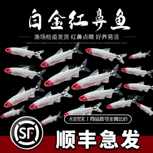 红鼻剪刀活体灯科鱼淡水观赏鱼