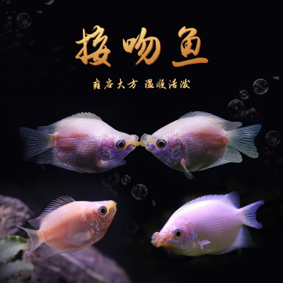 热带鱼活体水族箱亲吻鱼