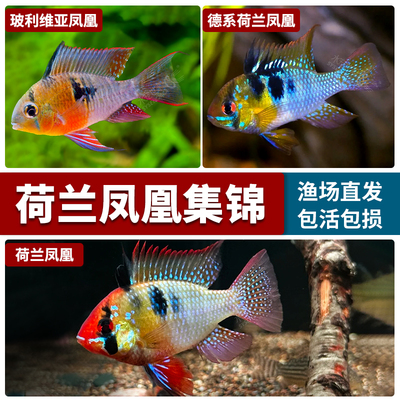 德系荷兰凤凰活体阿凡达波子鱼