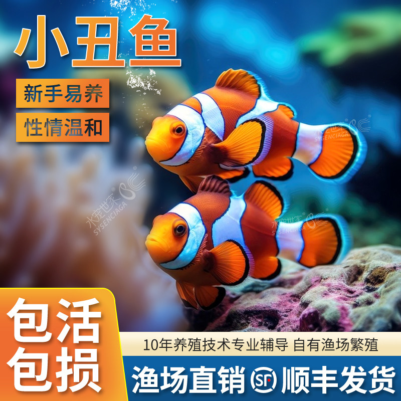 海水观赏鱼小丑鱼尼莫海水活鱼公子小丑澳黑红海金双带闪电红苹果